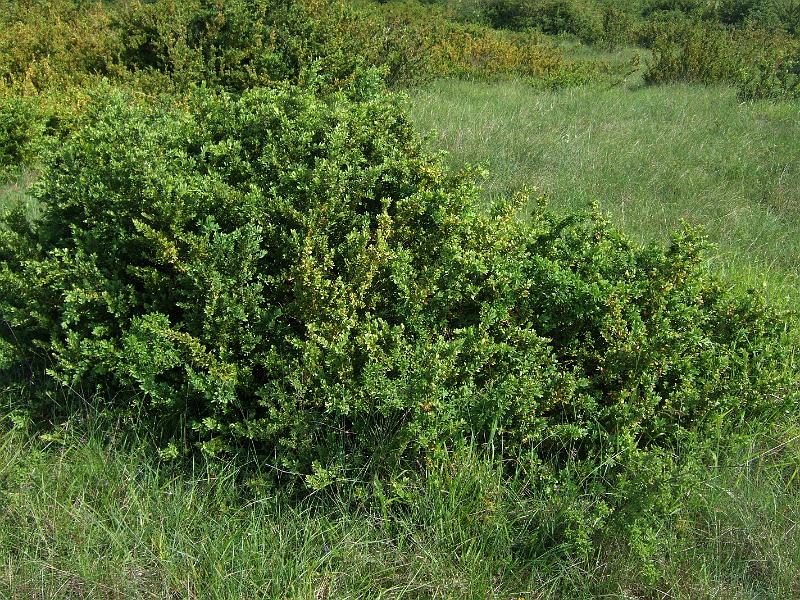 2010-05- (15).JPG - Ausgedehnte Buchsbaumflächen breiten sich kilometerweit und teilweise meterhoch aus